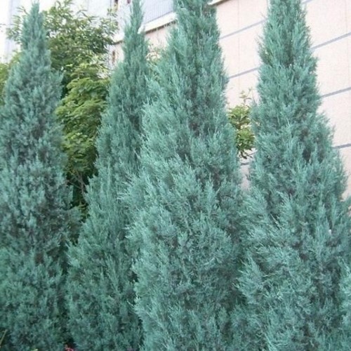 Juniperus scopulorum 'Blue Heaven' - Kaljukadakas 'Blue Heaven' P9/0,55L